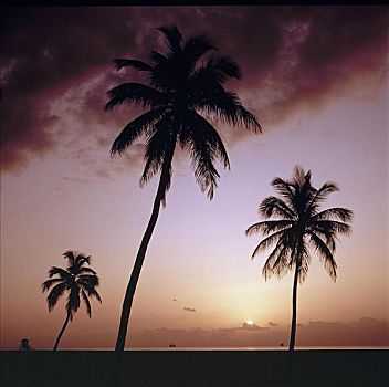 棕榈树,日出,迈阿密海滩,佛罗里达,美国,北美