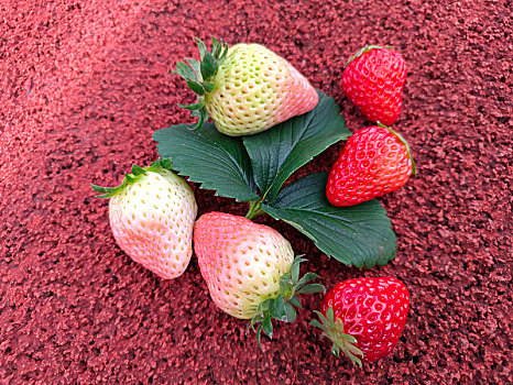 草莓,淡雪白草莓