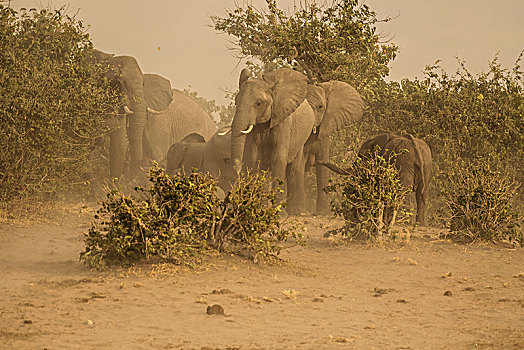 非洲,灌木,大象,非洲象,沙暴,乔贝国家公园,博茨瓦纳