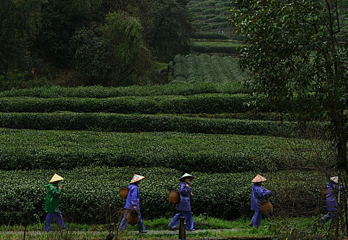 杭州西湖龙井茶园嫩茶新茶特写