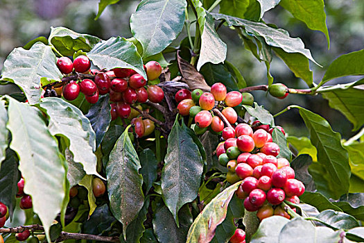 危地马拉,安提瓜岛,咖啡种植园,博物馆,咖啡,红色,咖啡豆,植物