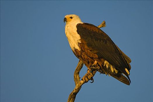 非洲鱼鹰,吼海雕,栖息,第一,白天,乔贝国家公园,博茨瓦纳,非洲