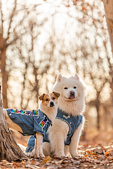 萨摩和田园犬的秋景拍摄