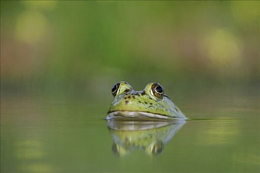 牛蛙,成年,湖,沿岸,弯曲,德克萨斯,美国