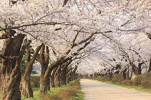 樱花,城市公园