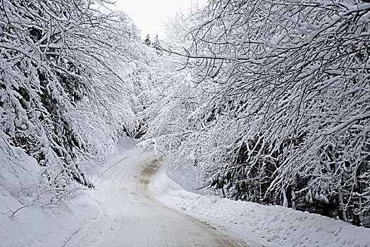 雪路,树,冬天,加拿大