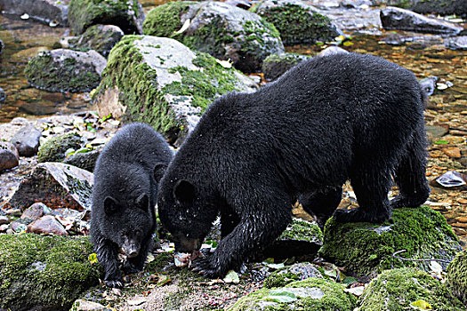 黑熊,美洲黑熊,女性,幼兽,粉色,三文鱼,太平洋鲑属,大熊雨林,不列颠哥伦比亚省,加拿大