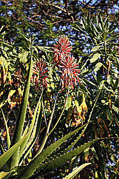 非洲肯尼亚热带植物-仙人刺