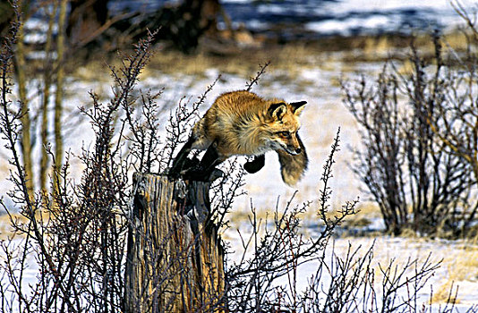 红狐,狐属,成年,跳跃,树,加拿大