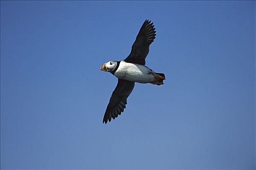 大西洋角嘴海雀,北极,成年,飞,纽芬兰,加拿大