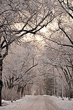 雪后大庆城市森林景色美