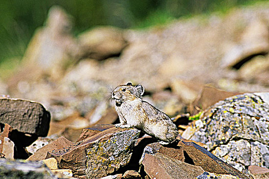 鼠兔,不列颠哥伦比亚省,加拿大