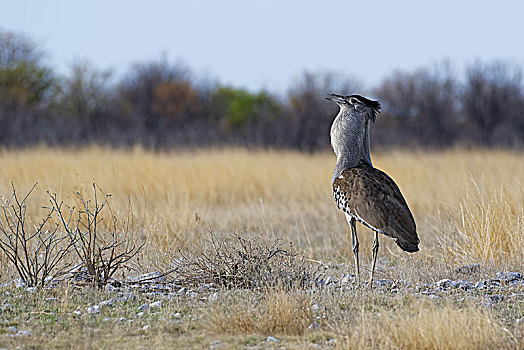 灰颈鹭鸨,干草,埃托沙国家公园,纳米比亚,非洲
