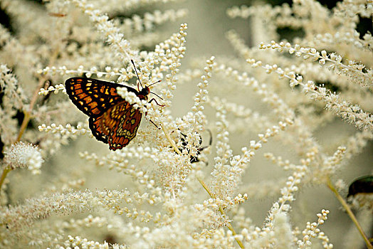 豹纹蝶,国家公园,上奥地利州,奥地利