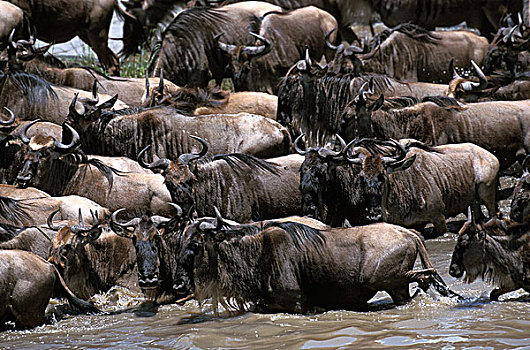 蓝角马,角马,牧群,马拉河,迁徙,马赛马拉,公园,肯尼亚