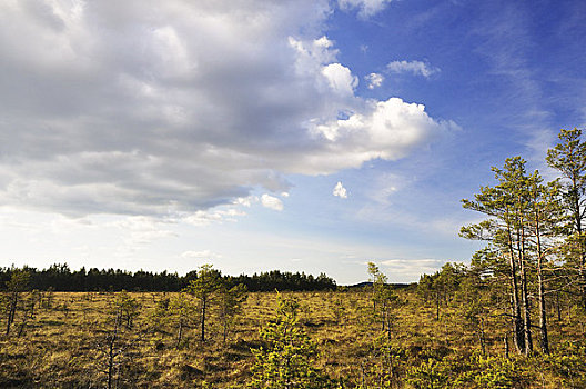湿地,国家公园,瑞典