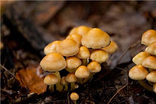 苔藓,森林,自然,特写