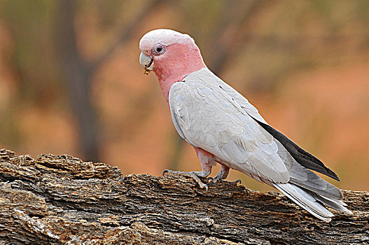 美冠鹦鹉,粉色,灰色,一个,普通,澳大利亚
