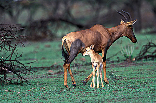 肯尼亚,马塞马拉野生动物保护区,幼仔