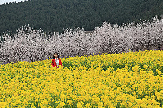 油菜花开