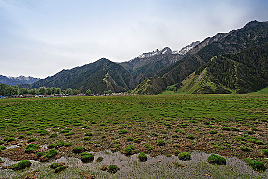 天山里的牧场