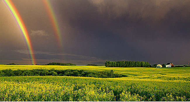 彩虹,油菜地,靠近,艾伯塔省,加拿大