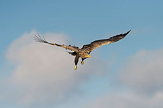 白尾鹰,飞行,北特伦德拉格,挪威,欧洲
