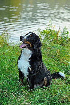 伯恩山犬,游泳,巴伐利亚,德国