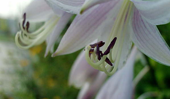 百合花