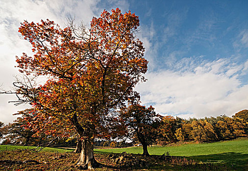 树,诺森伯兰郡,英格兰