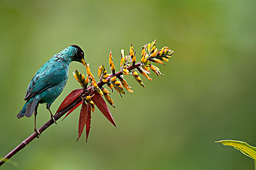 绿色,花,花蜜,厄瓜多尔