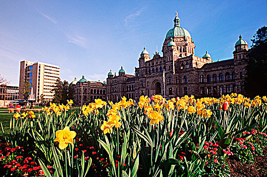 水仙花,花园,正面,国会大厦,维多利亚,温哥华岛,不列颠哥伦比亚省,加拿大