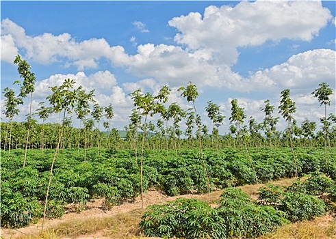 木薯,橡胶,种植园,泰国
