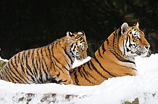 幼兽,西伯利亚虎,东北虎,母兽,雪中