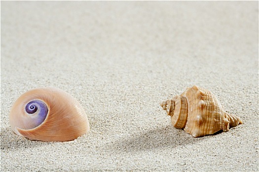海滩,海蜗牛,壳,热带,白沙,特写