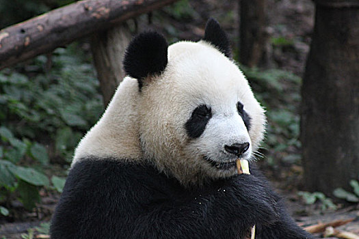 保护动物大熊猫和黑天鹅