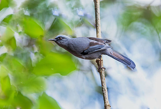 栖息于亚热带,热带的湿润山地林间的丽色奇鹛鸟