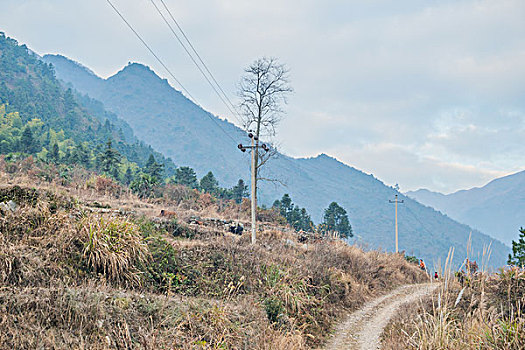 村庄,农村,房子,老屋,土墙,树,小路,道路,晒谷场,稻草,山,蓝天,白云,石墙,鱼鳞云,牛,草,田地,农舍