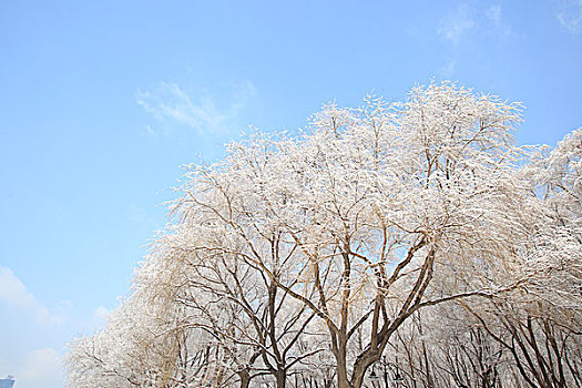 公园,树木,雪