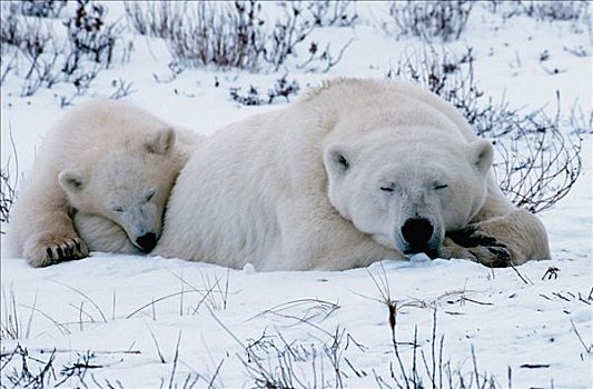 北极熊,女性,幼兽,丘吉尔市,曼尼托巴,加拿大