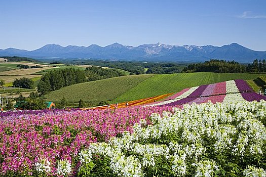 彩色,花坛,山