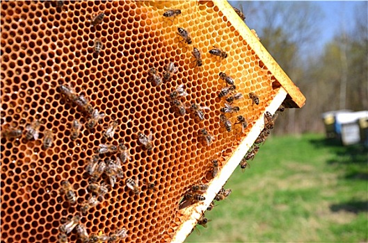 蜜蜂,蜂窝,蜂场,春天