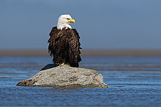 白头鹰,海雕属,雕,库克海峡,克拉克湖,国家公园,阿拉斯加