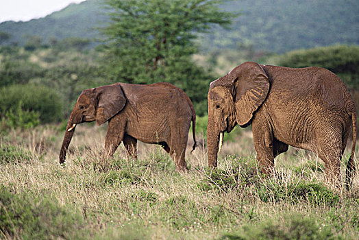 肯尼亚,非洲人,大象,非洲象,大幅,尺寸