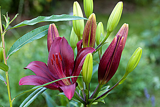 红色,百合,花,花园