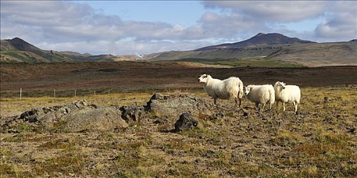 繁茂,绵羊,地热发电站,冰岛,欧洲