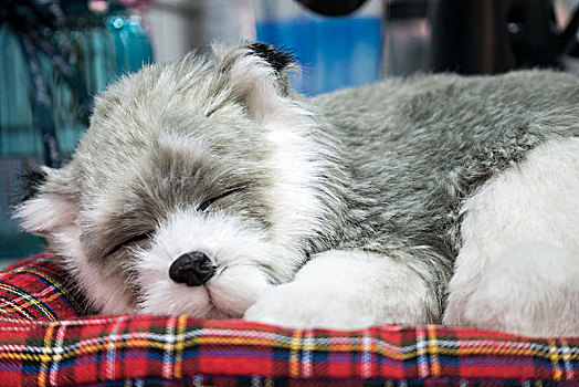 趴在垫子上睡觉的宠物狗特写