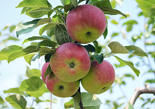 苹果,树上,有机,新鲜水果,果园