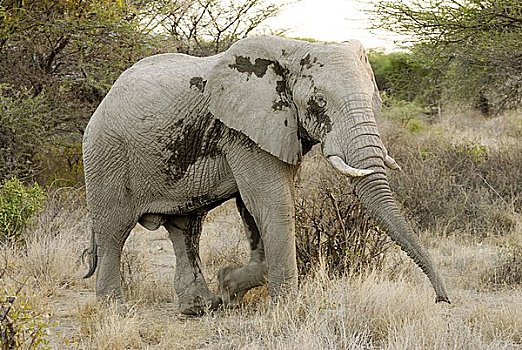 大象,非洲象,国家公园,肯尼亚