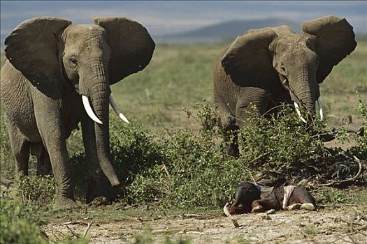 非洲象,一对,诞生,幼兽,安伯塞利国家公园,肯尼亚